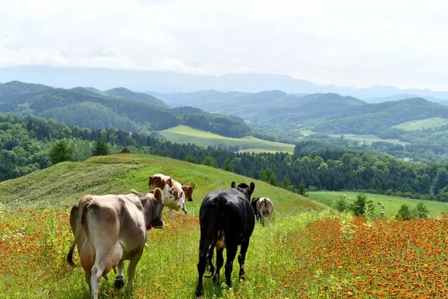 ミュージアムカフェ ぽらす｜北大博物館の身体にやさしいカフェ【札幌】