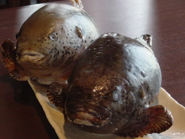 ごっこ（布袋魚）