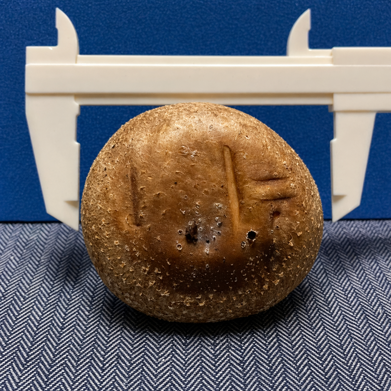 料理イメージ