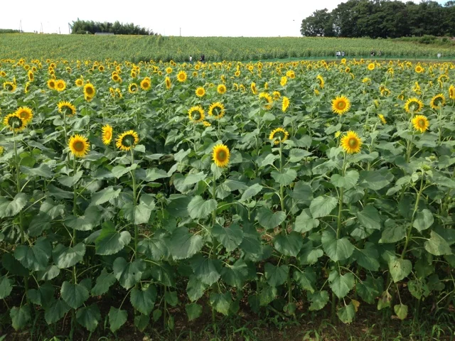 ひまわりの丘 売店 - 古川（その他）の写真