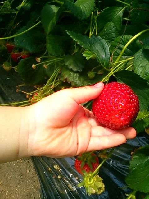 こうちゃん園 - 亘理（その他）の写真