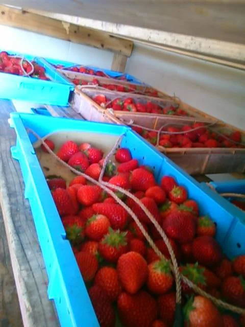 こうちゃん園 - 亘理（その他）の写真