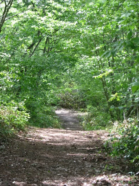 れすとらん海音（うみね） - 手樽（海鮮）の写真