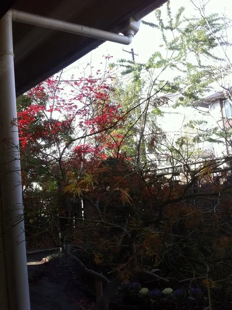 鰻鯉乃館 加茂店 - 泉中央（うなぎ）の写真