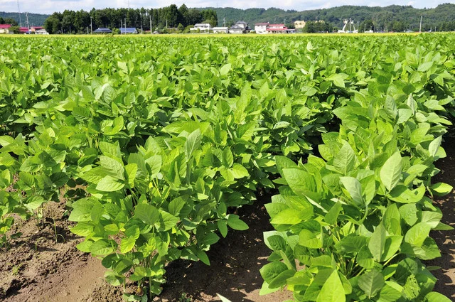 エンドー餅店 - 東照宮（和菓子）の写真