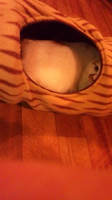 のへじるし - 中央弘前（焼き鳥）の写真