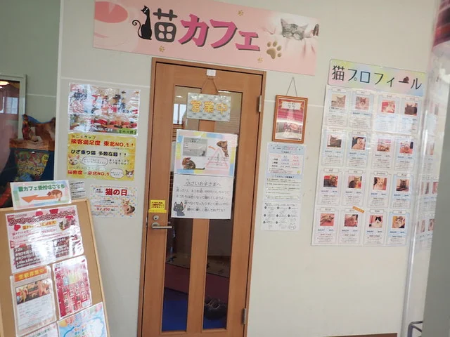 猫カフェアミパ 仙台港店（アミューズパーク仙台港店　猫カフェ） - 中野栄（その他）の写真