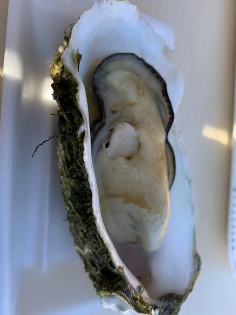 魚研 - 松岩（海鮮）の写真