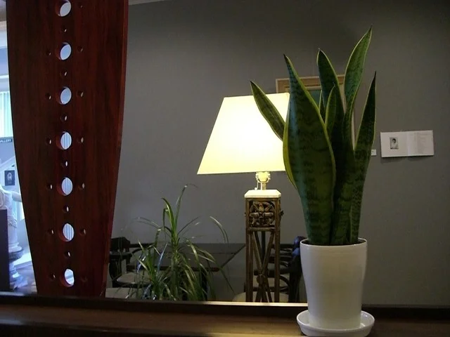 コーヒーミューズ - 泉中央（カフェ）の写真