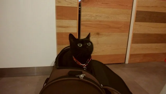 かめきちよりみち - 八乙女（カフェ）の写真