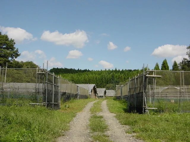ふるさと地鶏の会 - 岩出山（その他）の写真