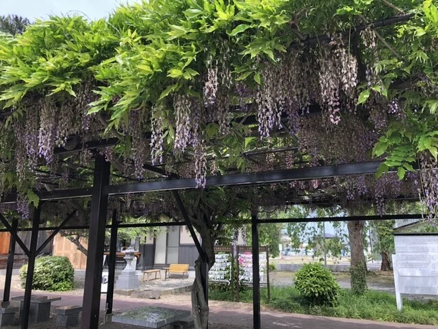 Cafeふじいろ - 太子堂（カフェ）の写真