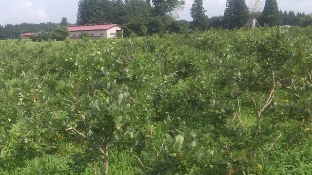 おおたけ農園 - 十和田市（その他）の写真