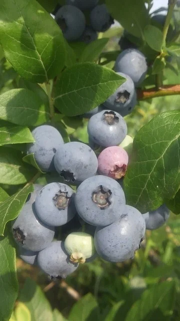 おおたけ農園 - 十和田市（その他）の写真