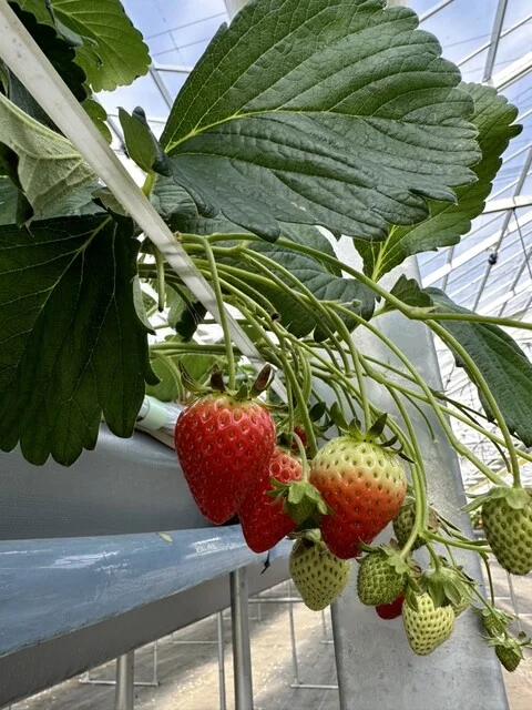 ケロケロの杜（KEROKERO NO MORI） - 仙台空港（その他）の写真