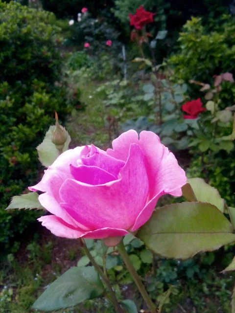 プリムヴェール - 弘前学院大前（カフェ）の写真