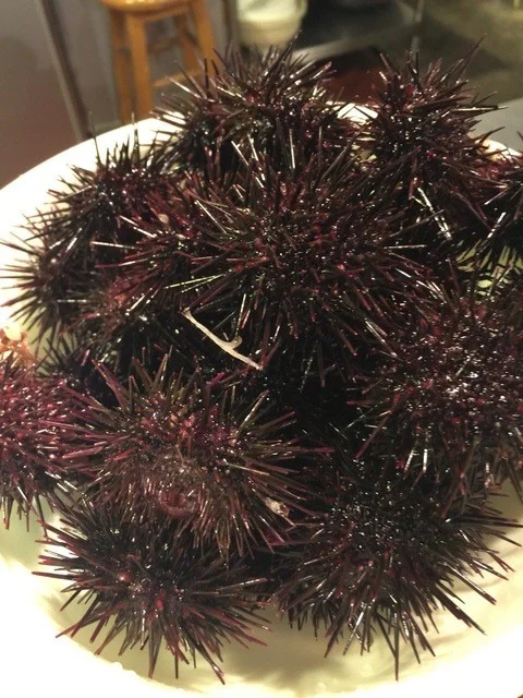 大衆酒場 金魚 - 本八戸（居酒屋）の写真