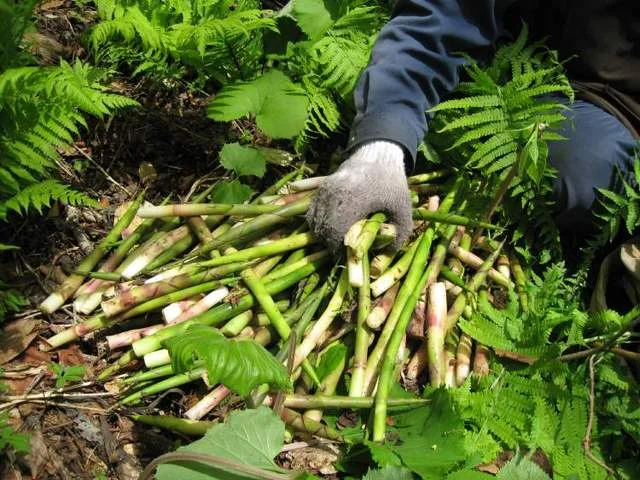 津軽割烹未来 - 青森（日本料理）の写真