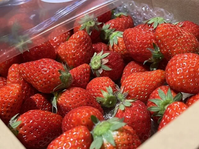 やまもと夢いちごの郷 - 坂元（その他）の写真