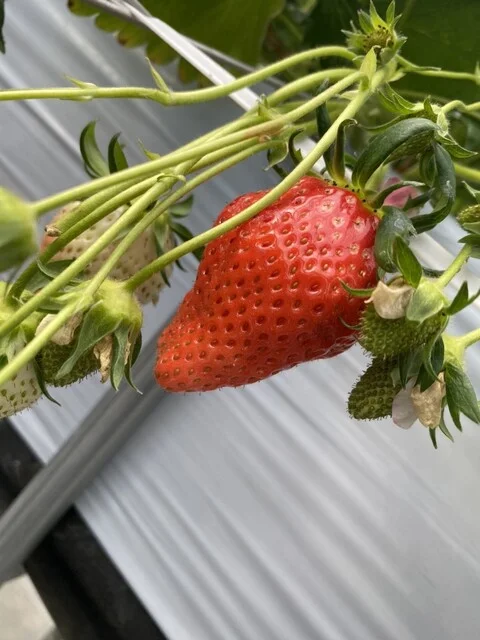 ラ・フレーズ - 名取（その他）の写真