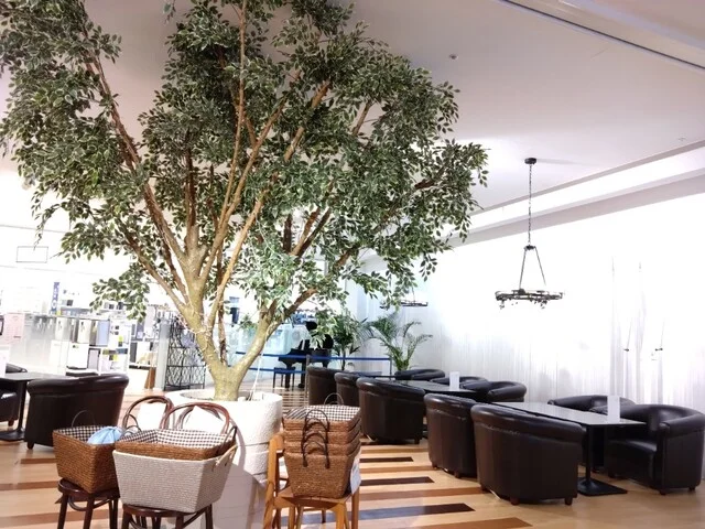 モア カフェ 仙台泉店（MOA cafe） - 黒松（カフェ）の写真