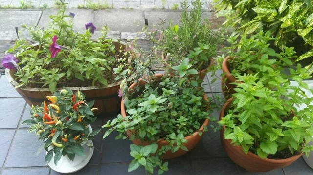 森乃館 古川店（モリノヤカタ） - 塚目（パスタ）の写真