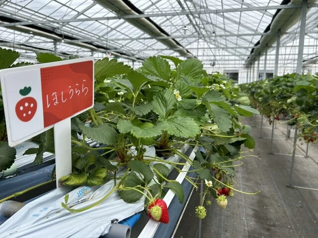 ケロケロの杜（KEROKERO NO MORI） - 仙台空港（その他）の写真