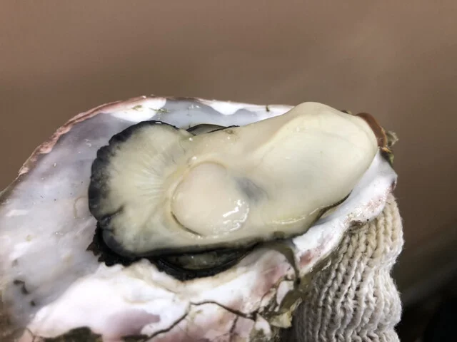 かき小屋（松島観光協会） - 松島（かき）の写真