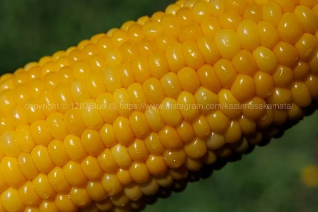 崎野農園 とうもろこし直売所 - 弘前市その他（その他）の写真