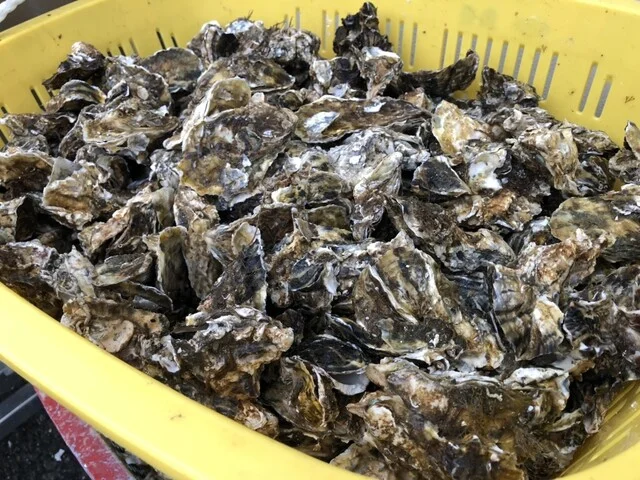 かき小屋（松島観光協会） - 松島（かき）の写真