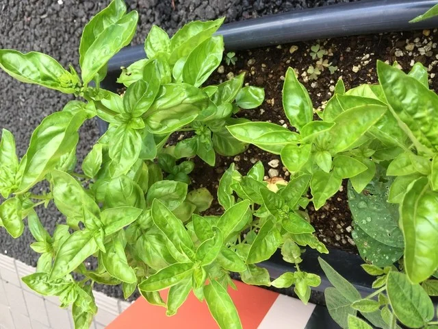 kitchen 比呂 - 美田園（居酒屋）の写真