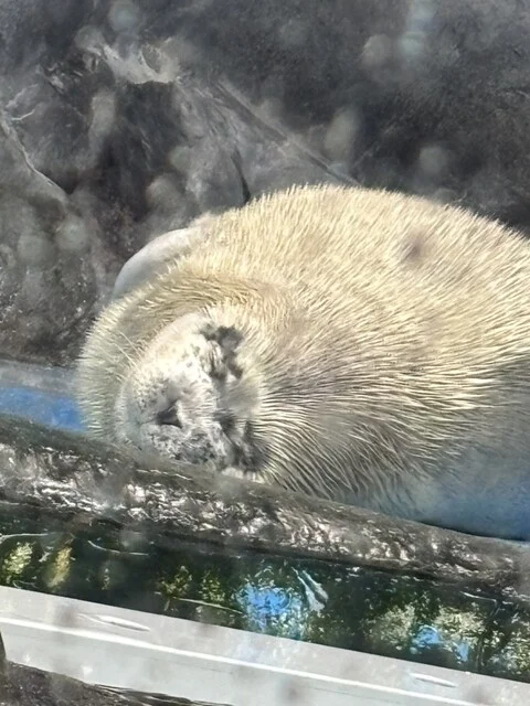 浅虫水族館 軽食コーナー - 浅虫温泉（その他）の写真