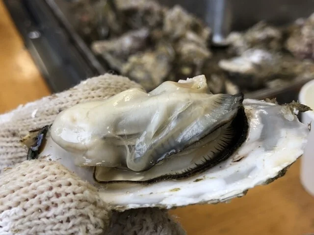 かき小屋（松島観光協会） - 松島（かき）の写真