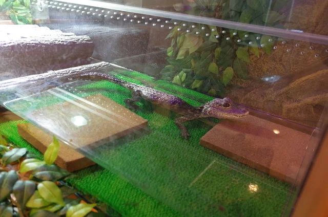 ショップアンドカフェ ジュラのモリ（shop & cafe ジュラの杜） - 中野栄（カフェ）の写真