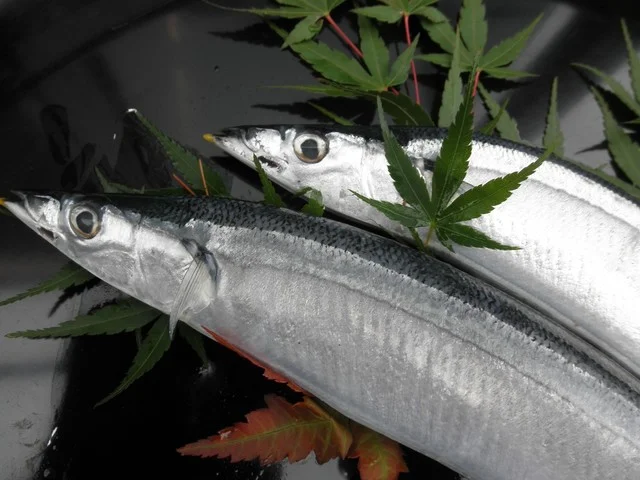 一松寿司 - 下馬（寿司）の写真