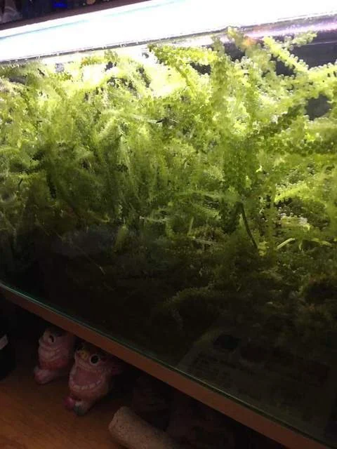 沖縄ぬ隠れ家 NI-NI 長島店（ニーニー） - 青森（居酒屋）の写真