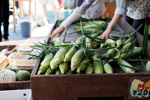 崎野農園 とうもろこし直売所 - 弘前市その他（その他）の写真