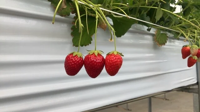 ラ・フレーズ - 名取（その他）の写真