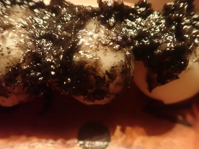 菓子処 花 - 泉中央（和菓子）の写真