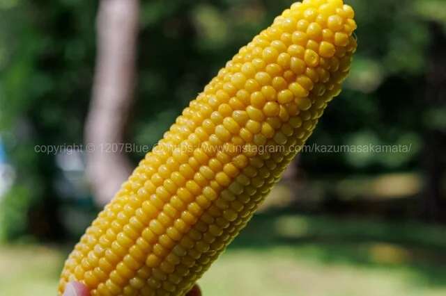 崎野農園 とうもろこし直売所 - 弘前市その他（その他）の写真