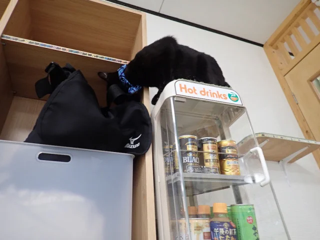 ねこカフェ 猫八 - 本八戸（その他）の写真