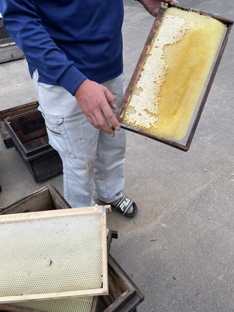 石塚養蜂園 - 兜（その他）の写真