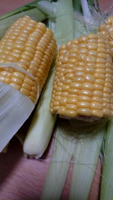 小田桐農園 - 岩木町その他（その他）の写真