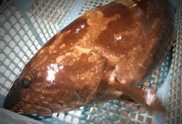 お料理 七草（おりょうり ななくさ） - 本八戸（日本料理）の写真