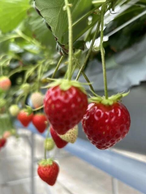 ケロケロの杜（KEROKERO NO MORI） - 仙台空港（その他）の写真