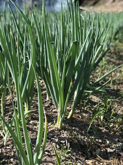 千丸家 - 古川（ラーメン）の写真