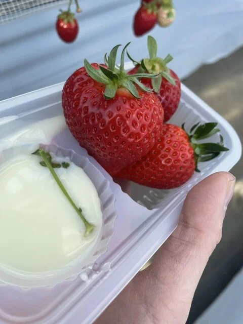 山元いちご農園 - 山下（その他）の写真