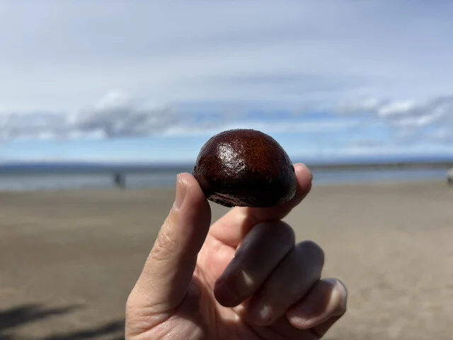 松栄堂 本店 - 筒井（和菓子）の写真