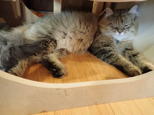 ニャンズカンパニー 富谷店（ニャン'z company） - 富谷町その他（その他）の写真