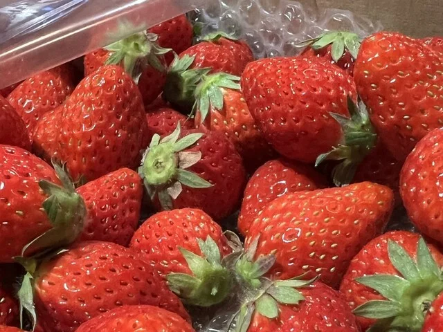 やまもと夢いちごの郷 - 坂元（その他）の写真